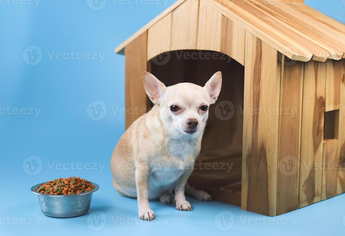 brown  short hair  Chihuahua dog sitting in  front of wooden dog house with food bowl, looking at camera, isolated on blue background. photo