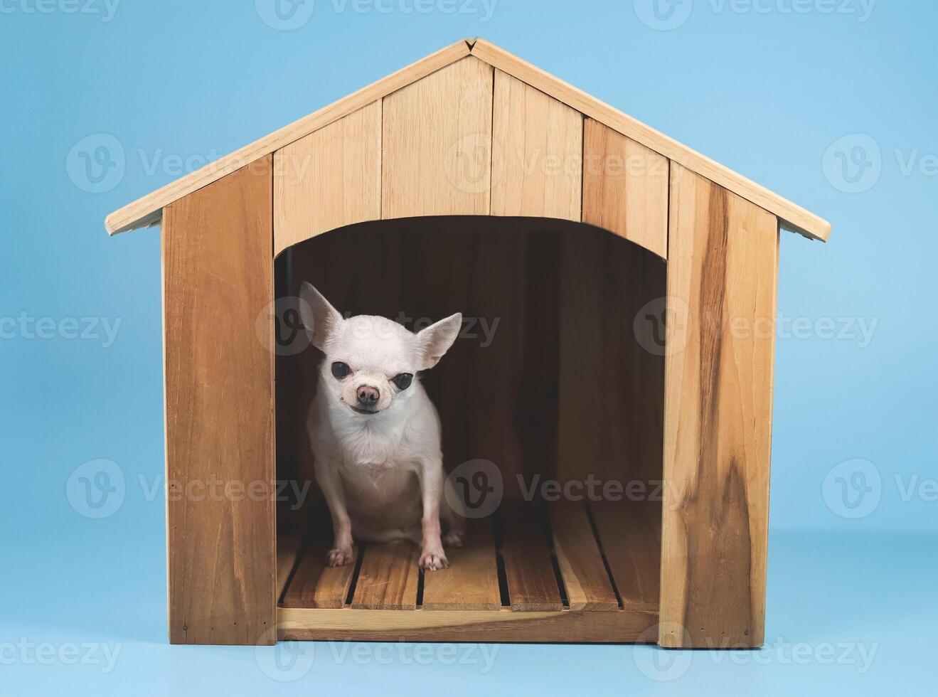 white short hair Chihuahua dog sitting  in wooden dog house isolated on blue background, looking at camera. photo