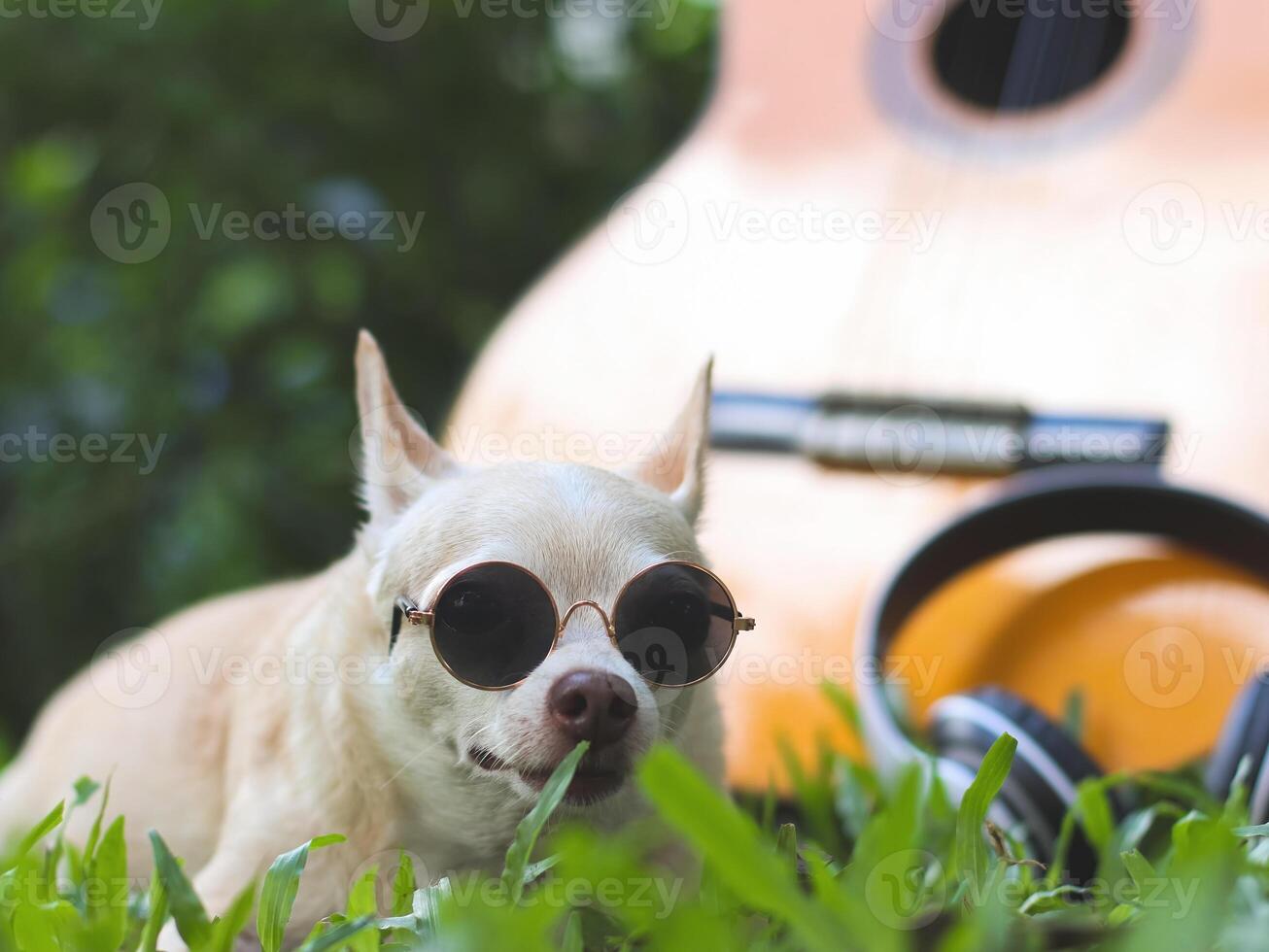 contento marrón corto pelo chihuahua perro vistiendo Gafas de sol acostado abajo con acústico guitarra y auriculares en verde césped en el jardín. foto