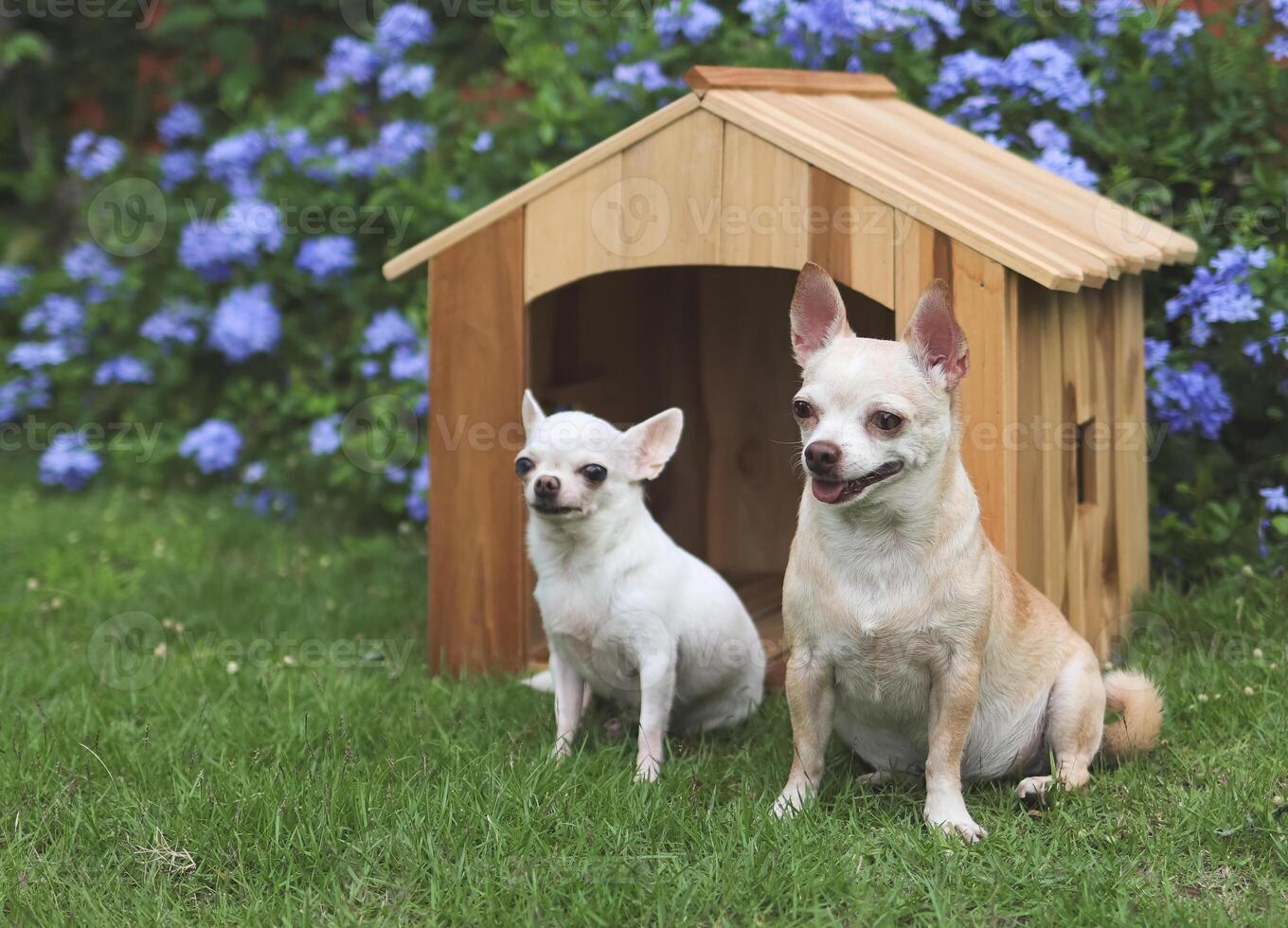 dos diferente Talla corto pelo chihuahua perros sentado en frente de de madera perro casa, púrpura flores jardín antecedentes. foto