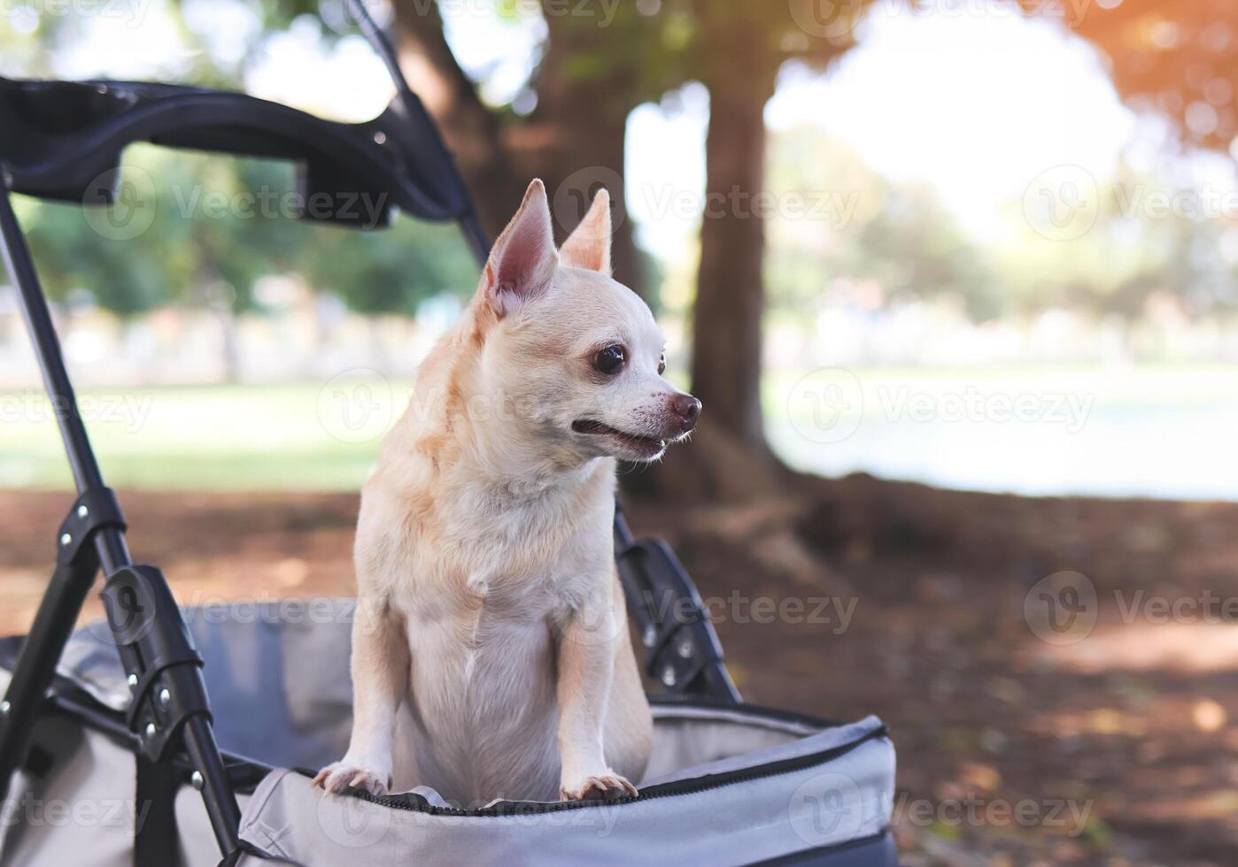 Happy brown short hair Chihuahua dog  standing in pet stroller in the park. looking curiously. photo