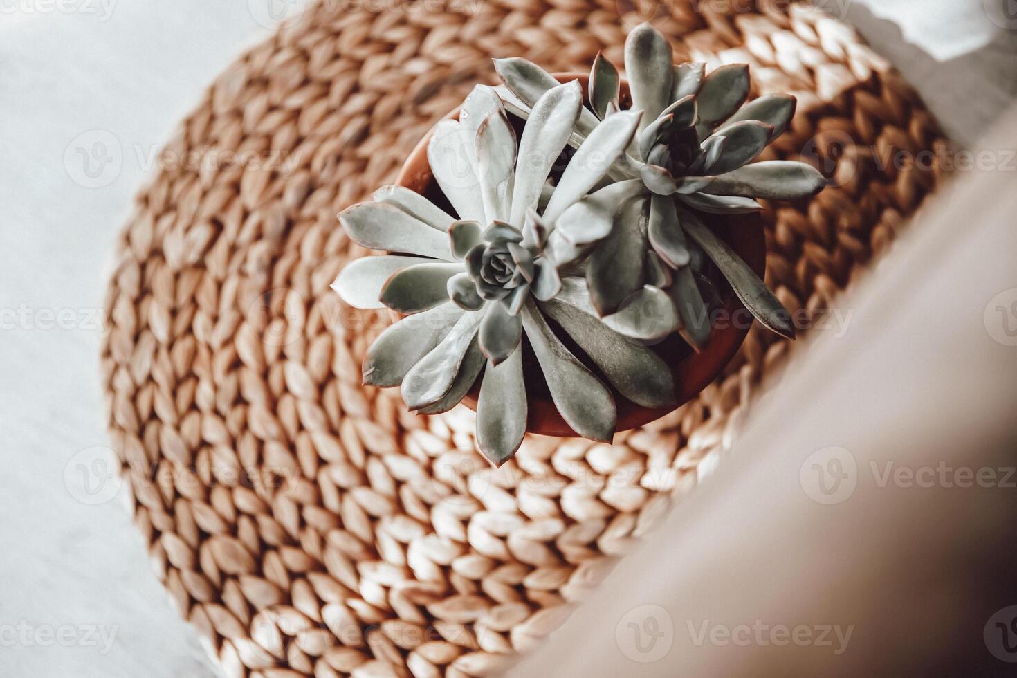 Pot with Succulents in a Modern Interior photo