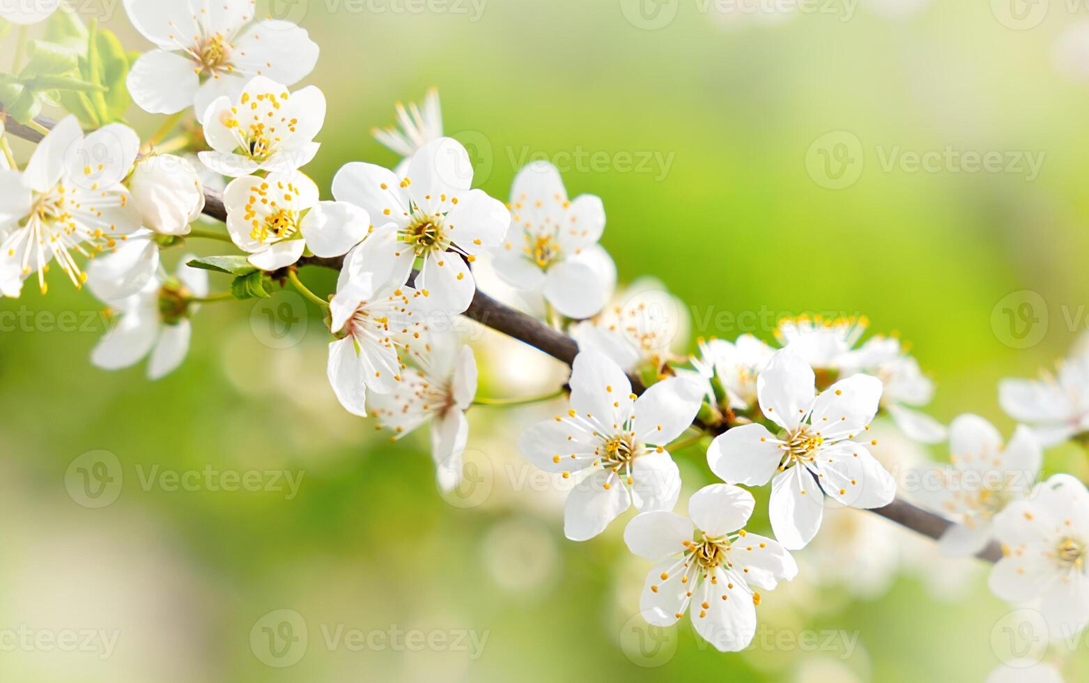 Spring background. Branch of cherry blossoms. Close-up. Selective focus. photo