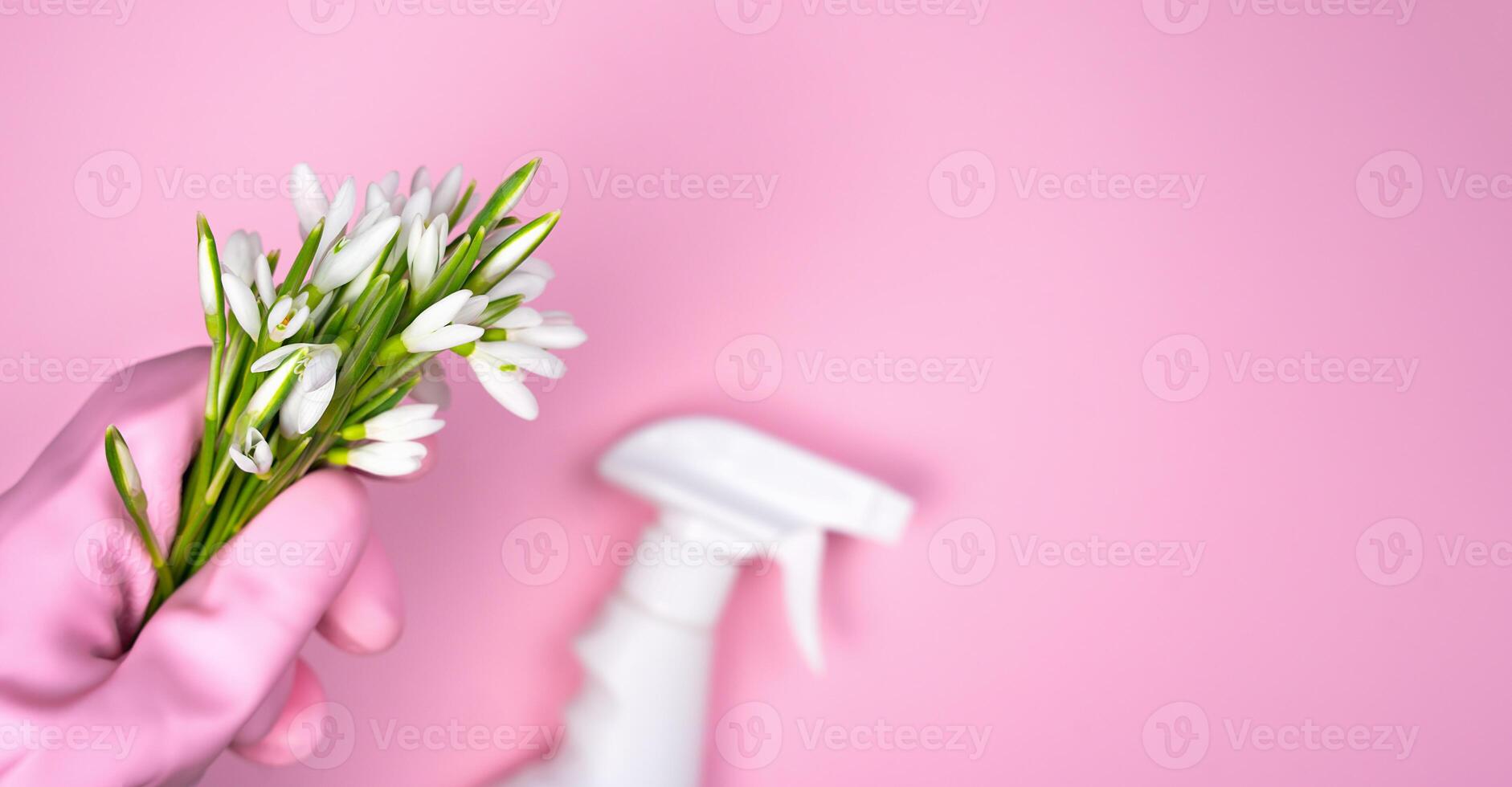 Spring spring general cleaning concept. Spring flowers in hand and cleanser on a pink background. Top view. Banner. Copy space. photo