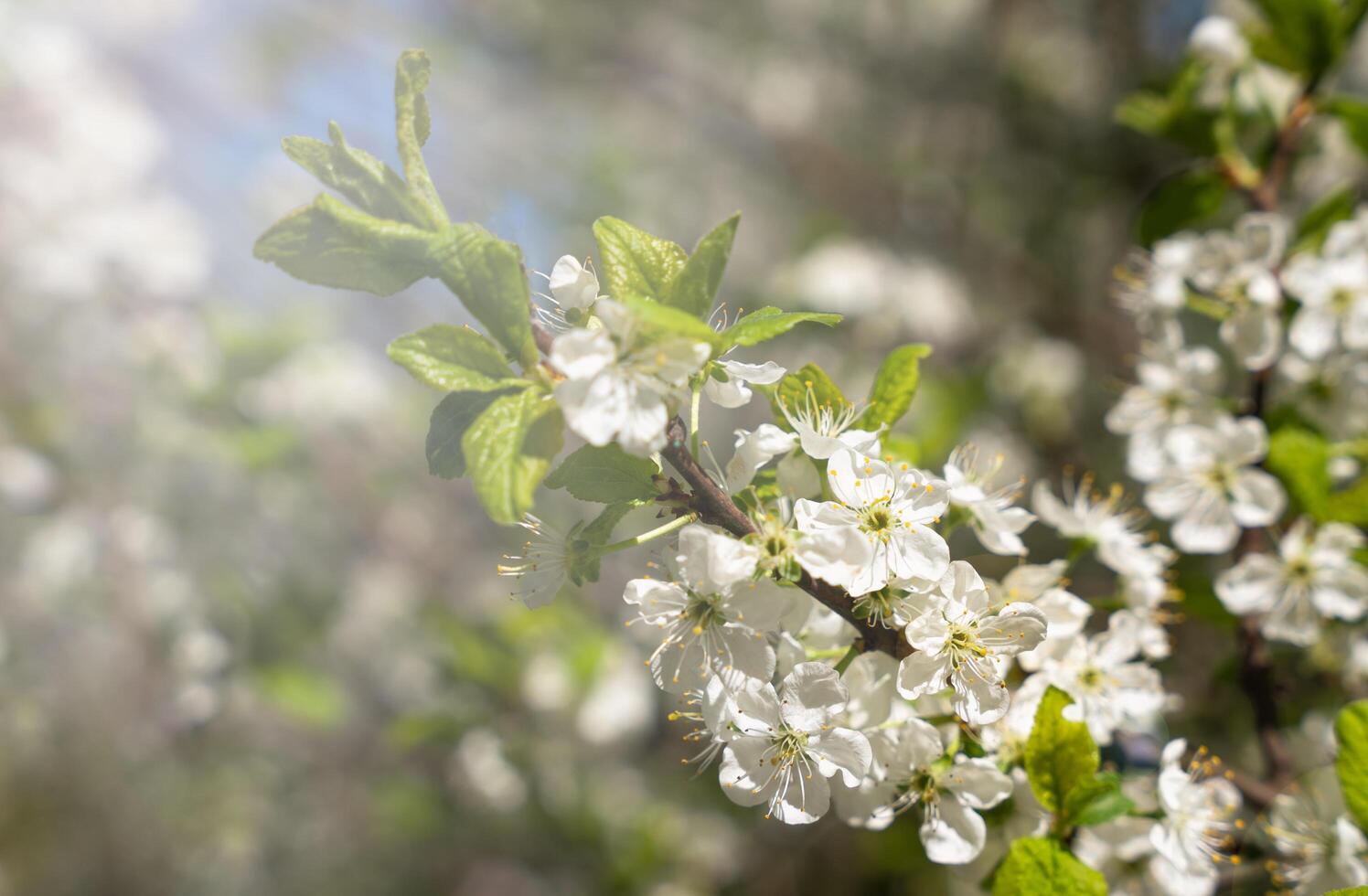 A branch of a blooming fruit tree on a sunny day. Spring time. Natural wallpaper. Selective focus. photo