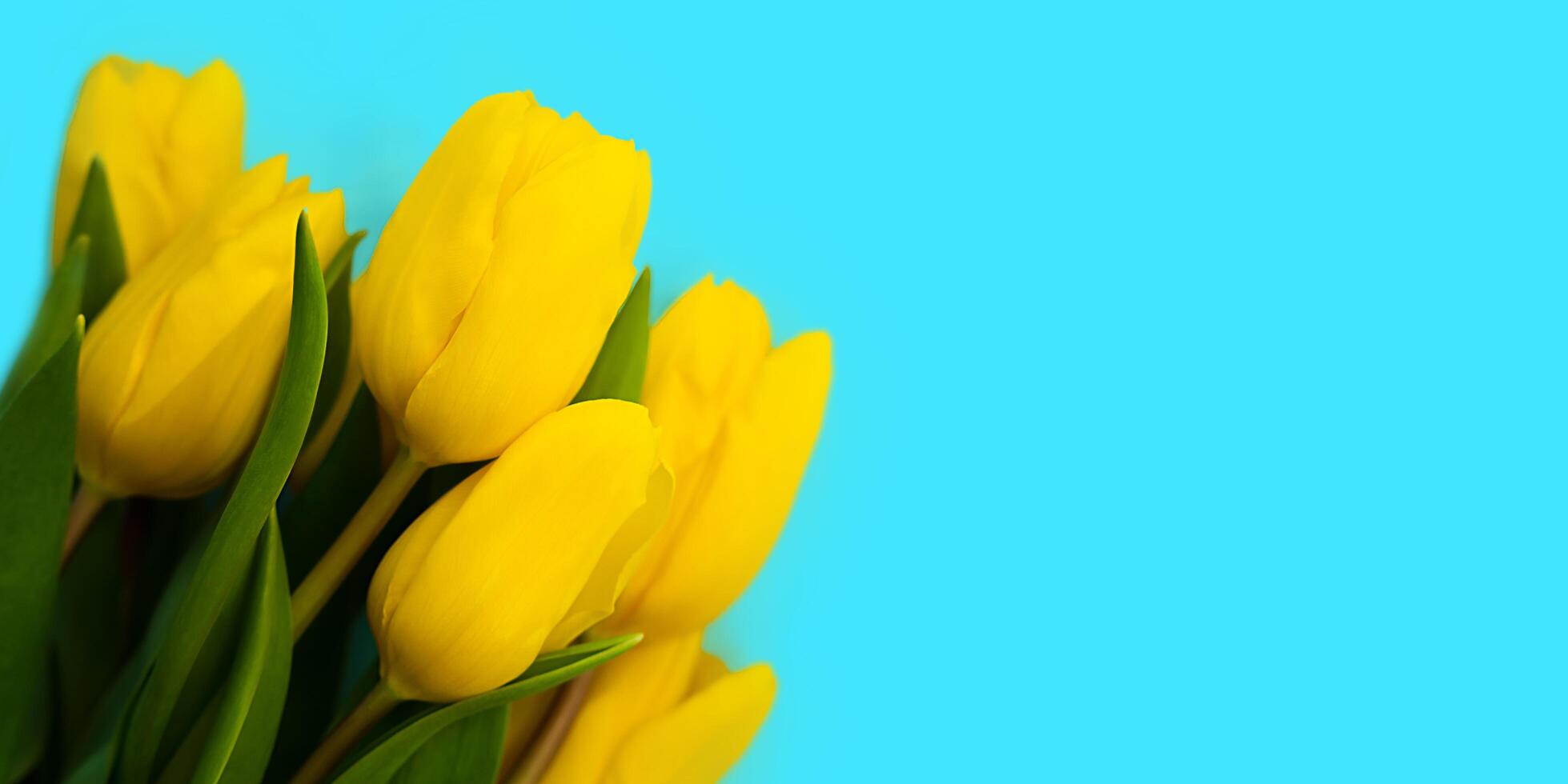 Composition with bouquet of yellow tulips on a blue background in the colors of Ukraine. Banner. Top view. Place for your text. Selective focus. photo