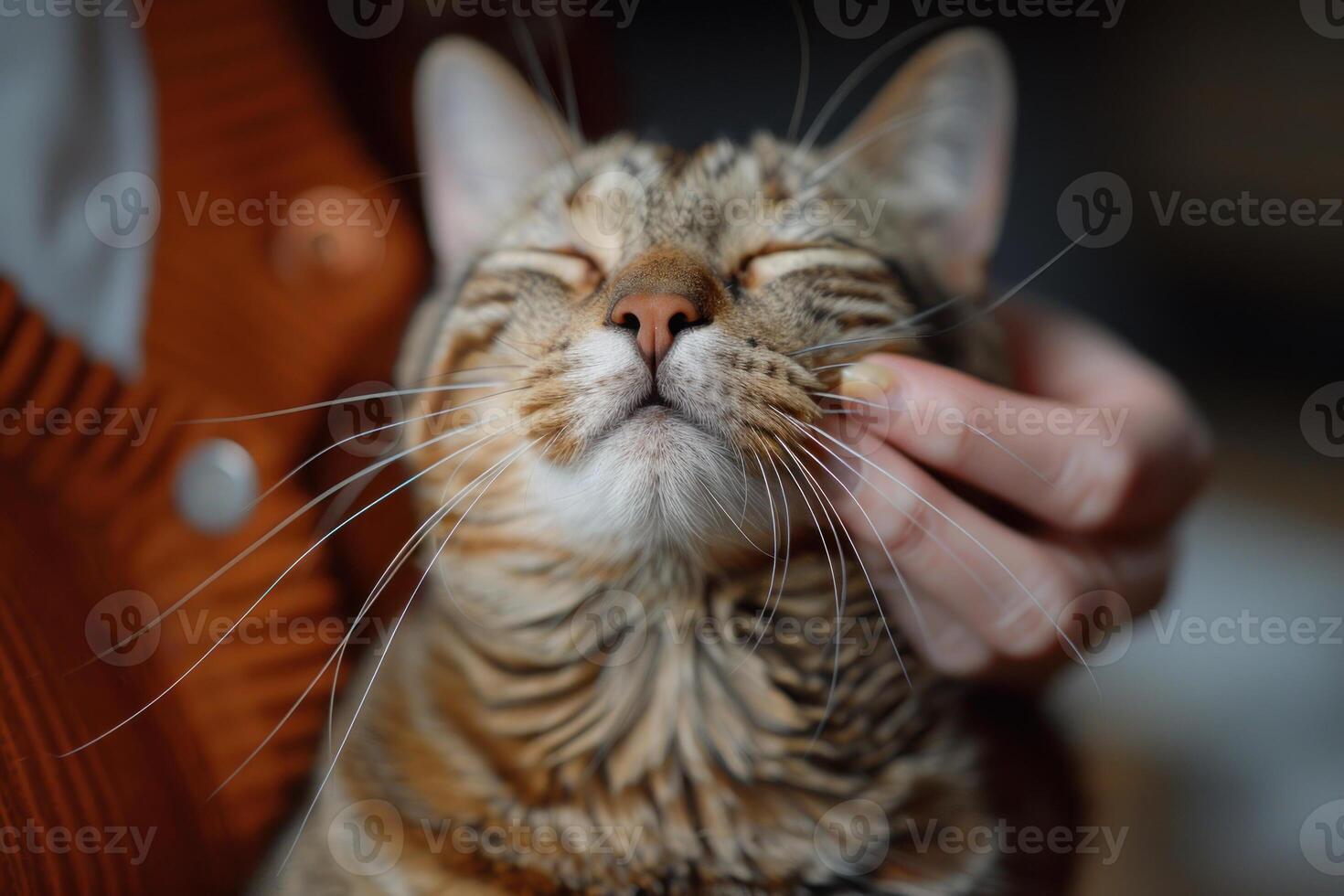 ai generado contento gato consiguiendo cariñoso atención foto