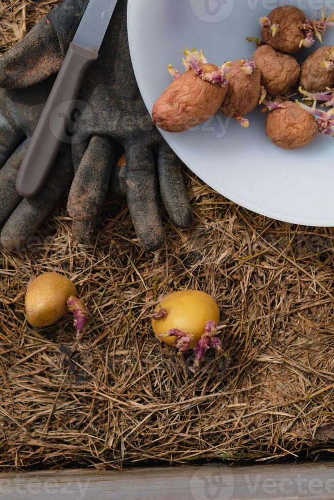 siembra patatas en el suelo en mantillo, tubérculo germinando, solanácea tuberosum foto