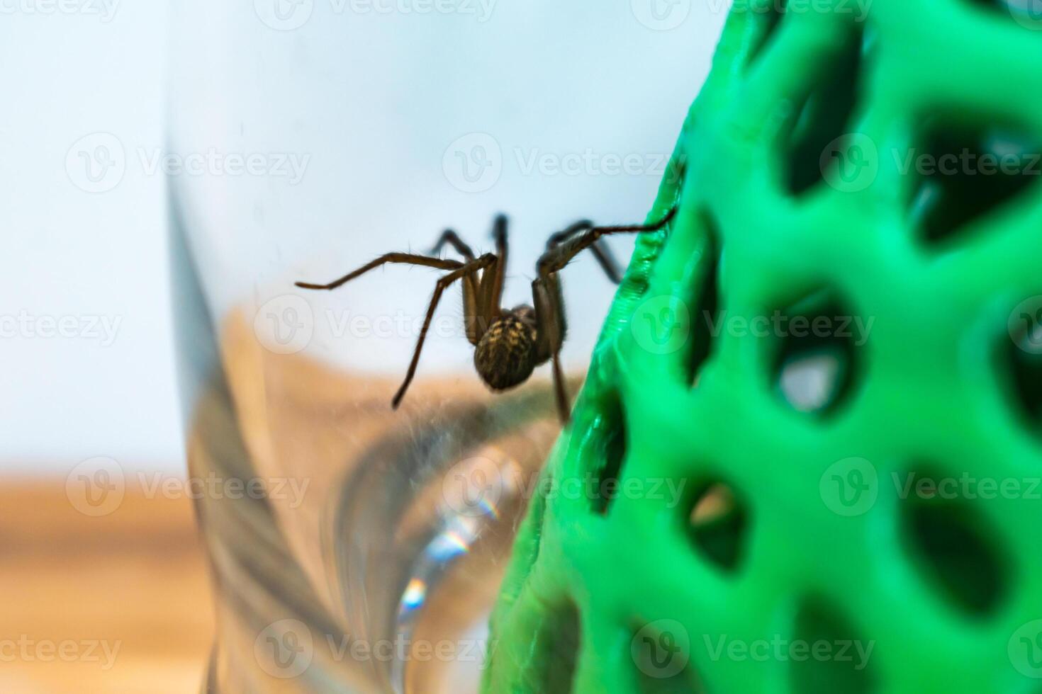 interior tegenario araña, en un vaso tarro y un coral estructura en un casa, tegenaria, arachnida foto