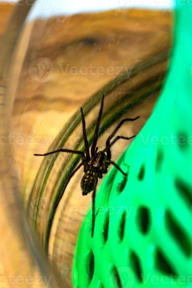 Indoor tegenarian spider, in a glass jar and a coral structure in a house, tegenaria, arachnida photo