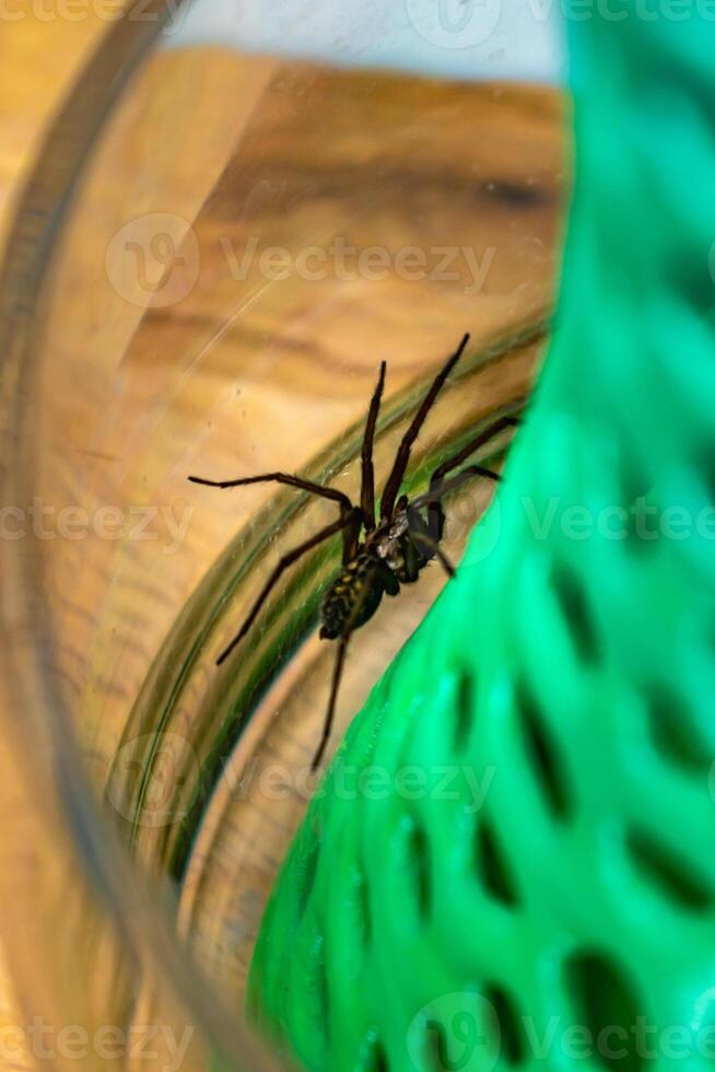 Indoor tegenarian spider, in a glass jar and a coral structure in a house, tegenaria, arachnida photo