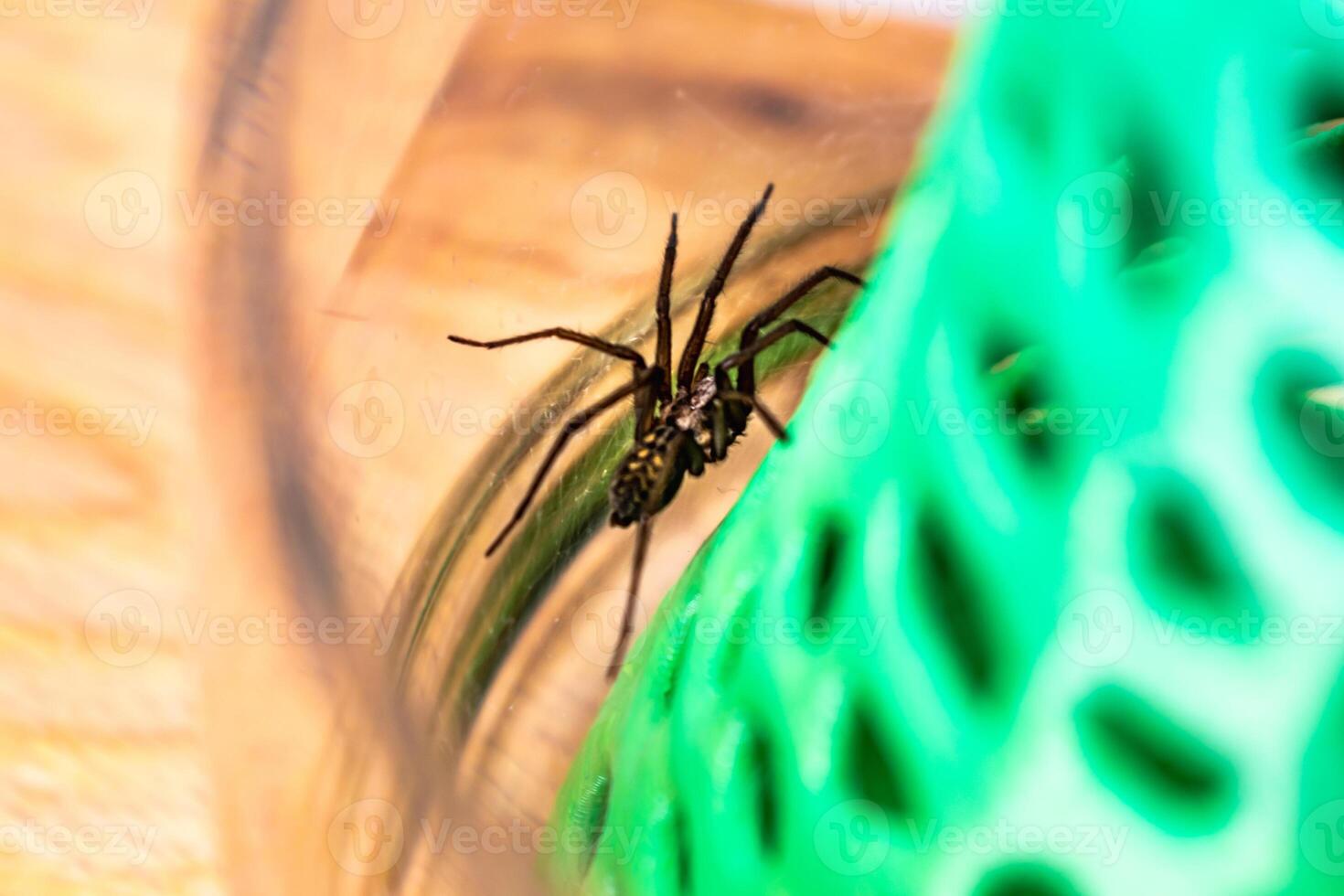 Indoor tegenarian spider, in a glass jar and a coral structure in a house, tegenaria, arachnida photo