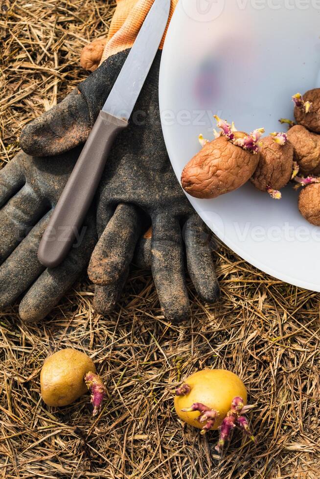 siembra patatas en el suelo en mantillo, tubérculo germinando, solanácea tuberosum foto