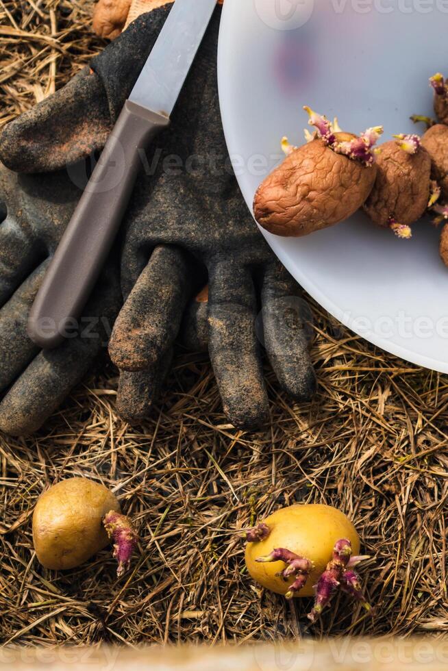 Sowing potatoes on the ground on mulch, tuber germinating, solanum tuberosum photo