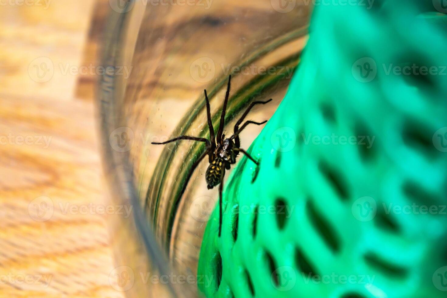 Indoor tegenarian spider, in a glass jar and a coral structure in a house, tegenaria, arachnida photo