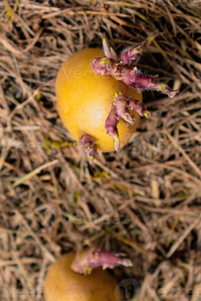 Sowing potatoes on the ground on mulch, tuber germinating, solanum tuberosum photo