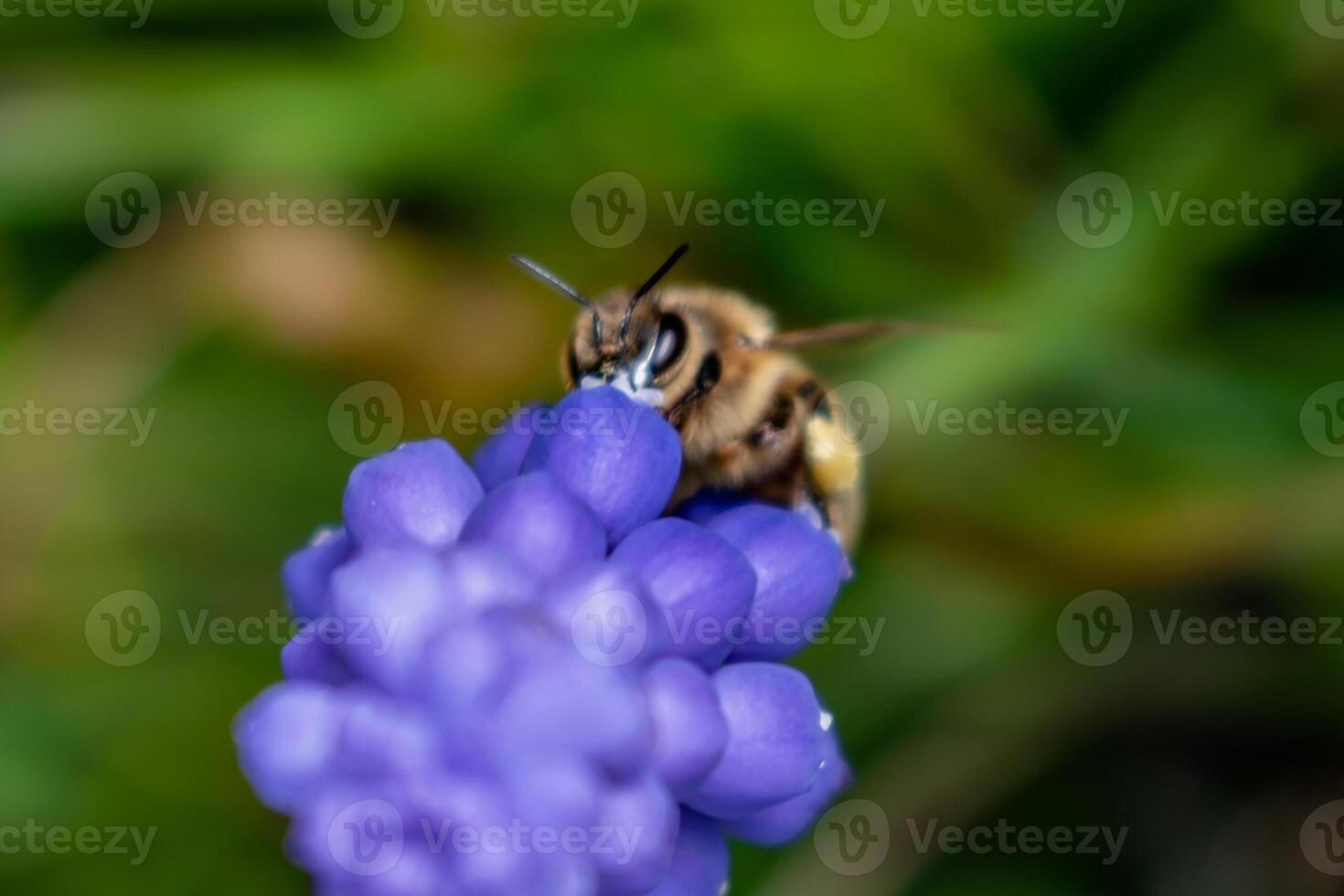 Bee collecting pollen on a grape hyacinth in a garden at springtime, muscari armeniacum photo