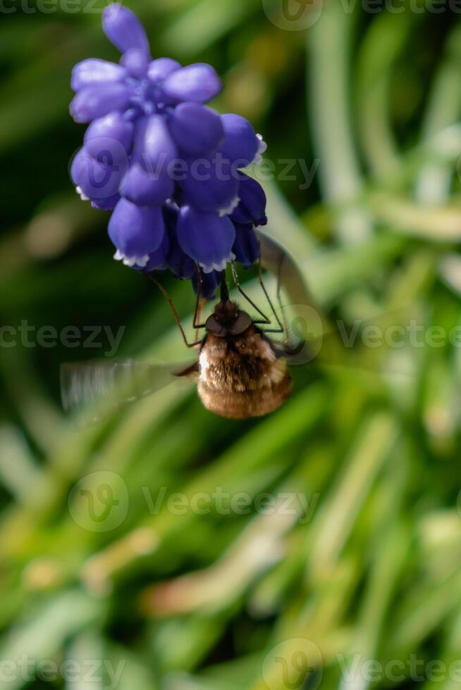 Bombyle on a grape hyacinth, a small hairy insect with a proboscis to draw nectar from the flowers, bombylius photo