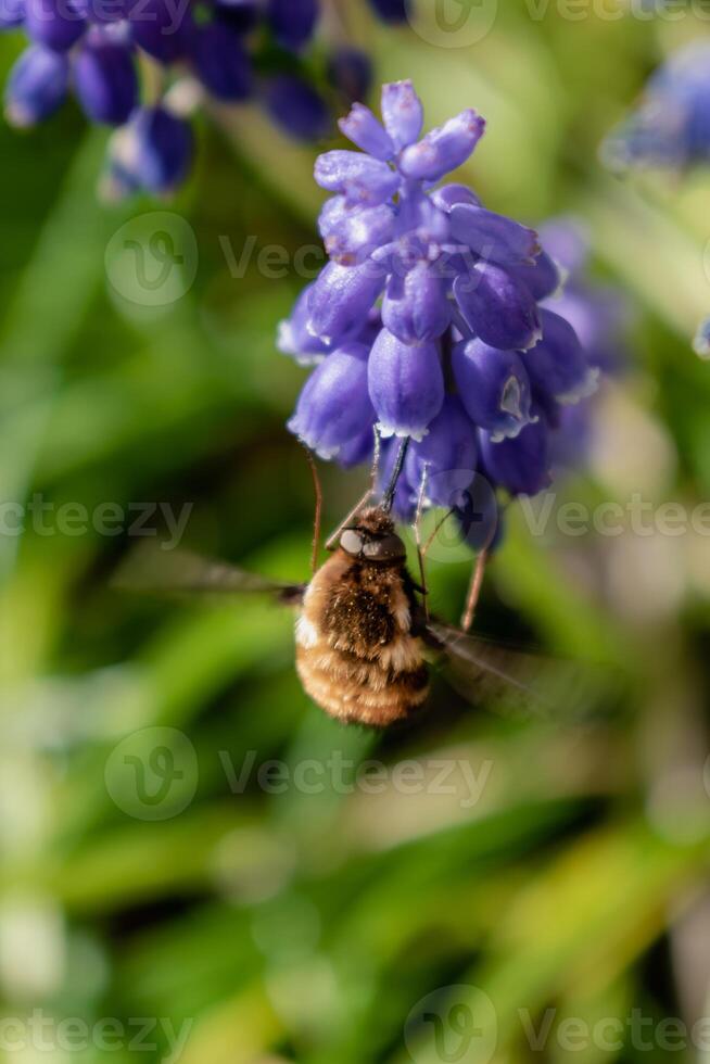 Bombyle on a grape hyacinth, a small hairy insect with a proboscis to draw nectar from the flowers, bombylius photo