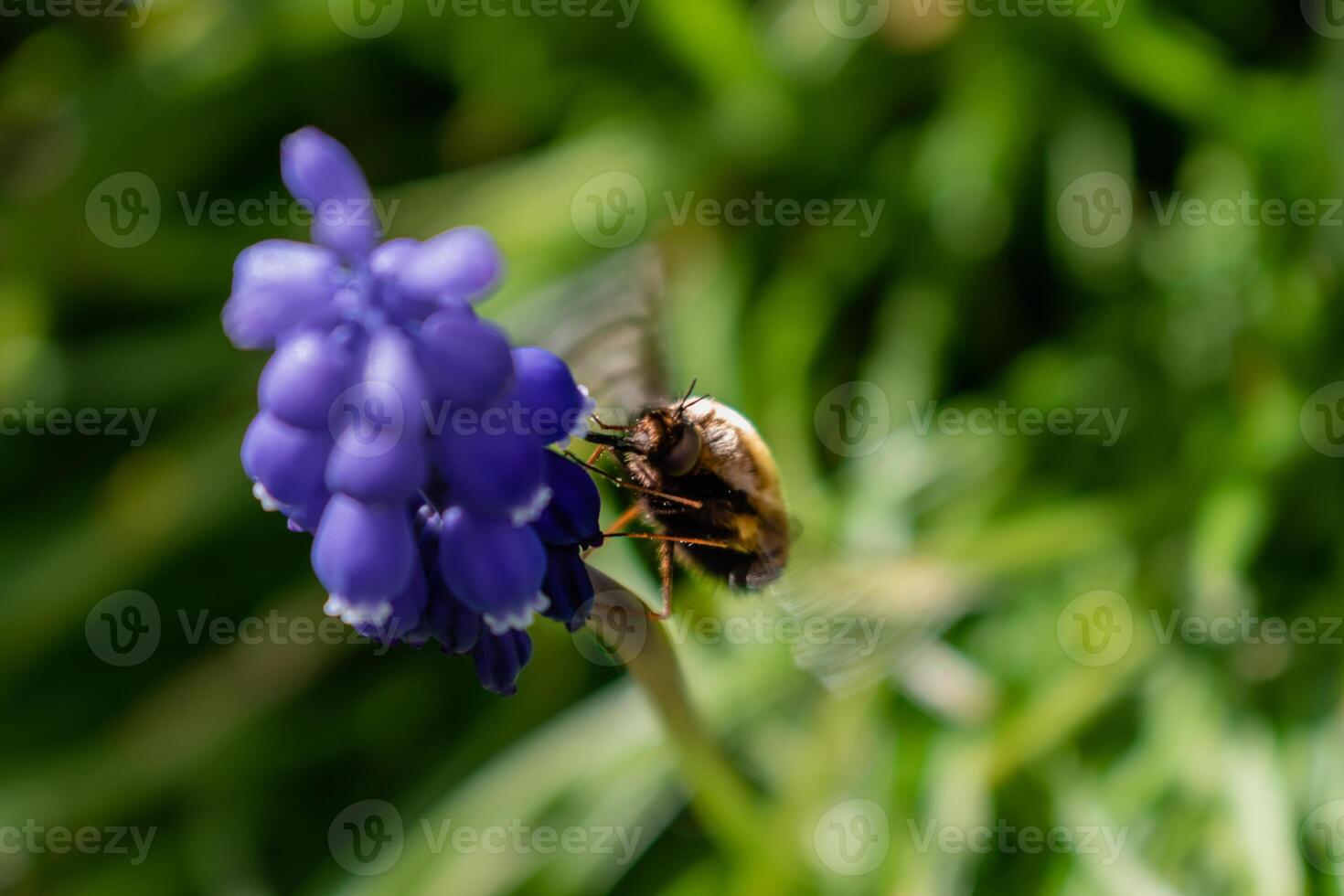 Bombyle on a grape hyacinth, a small hairy insect with a proboscis to draw nectar from the flowers, bombylius photo