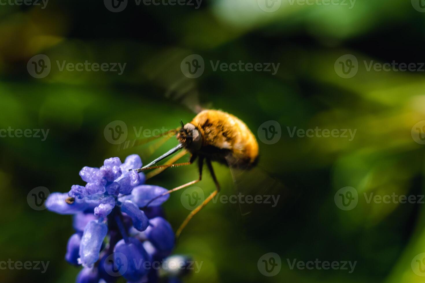 Bombyle on a grape hyacinth, a small hairy insect with a proboscis to draw nectar from the flowers, bombylius photo