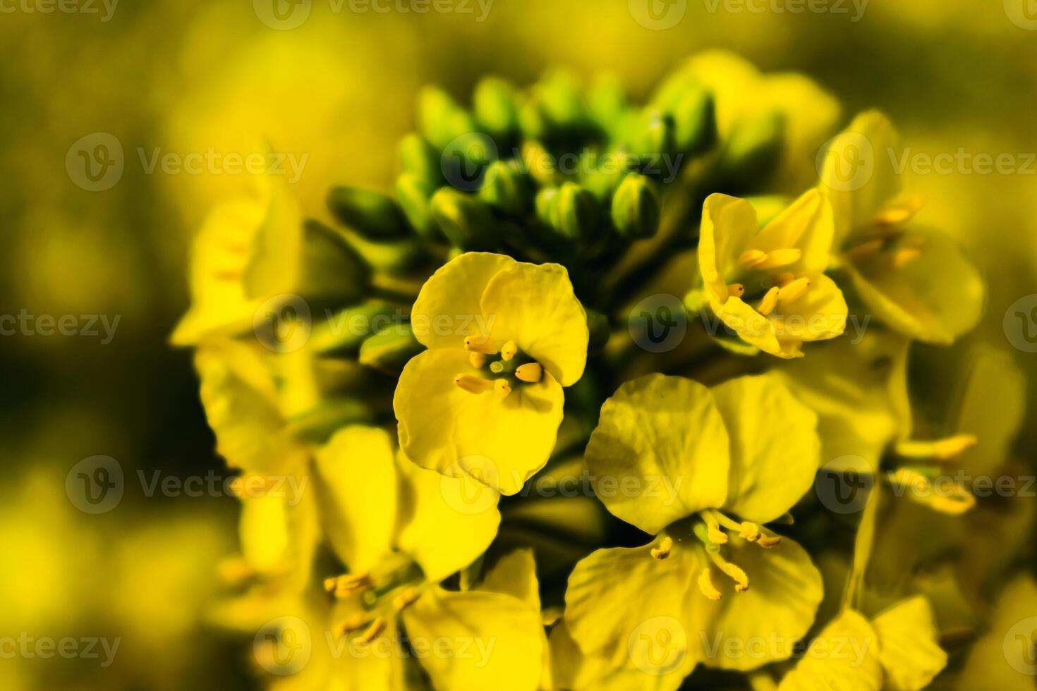 Rapeseed flower in a field at springtime, colza, brassica napus photo