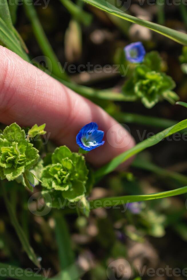 Veronica persica or bird's eye speedwell flower at springtime are small bright blue flower photo