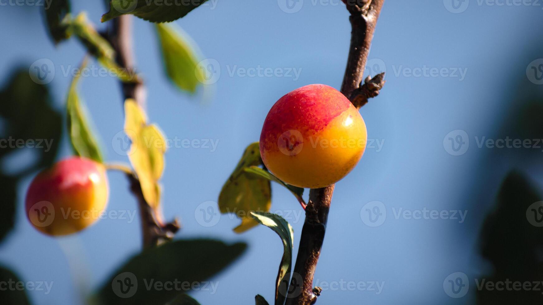 Mirabelle plums in an orchard, lorraine yellow gold, Metz, Nancy, prunus domestica photo