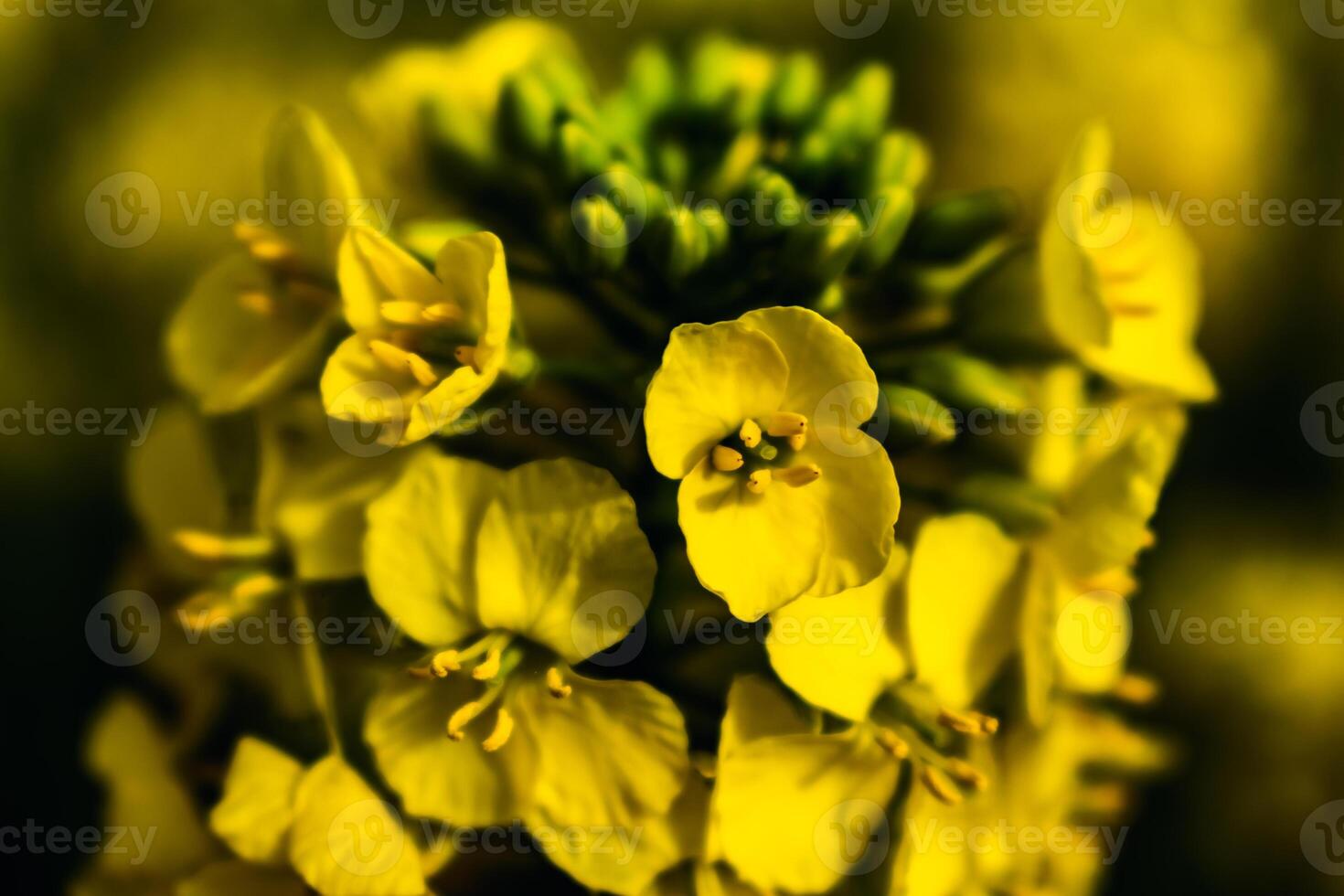 Rapeseed flower in a field at springtime, colza, brassica napus photo