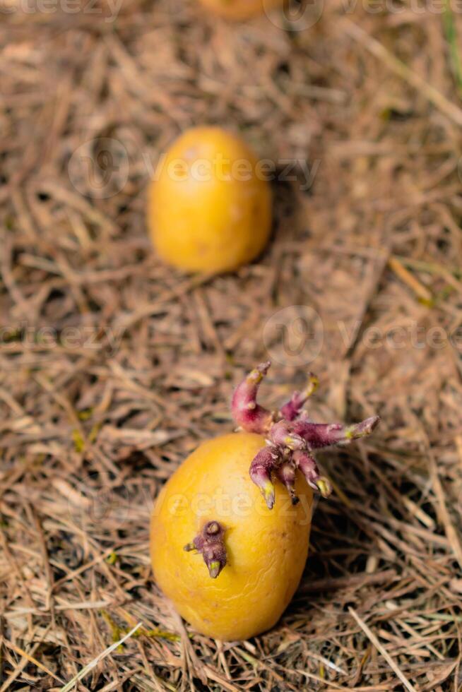 Sowing potatoes on the ground on mulch, tuber germinating, solanum tuberosum photo