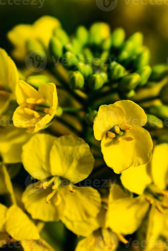 Rapeseed flower in a field at springtime, colza, brassica napus photo