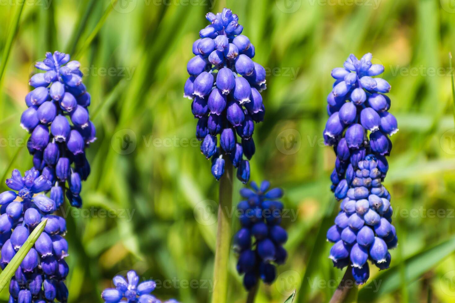 Viper bow, mouse hyacinth or grape hyacinth blue and purple in a garden at springtime, muscari armeniacum photo