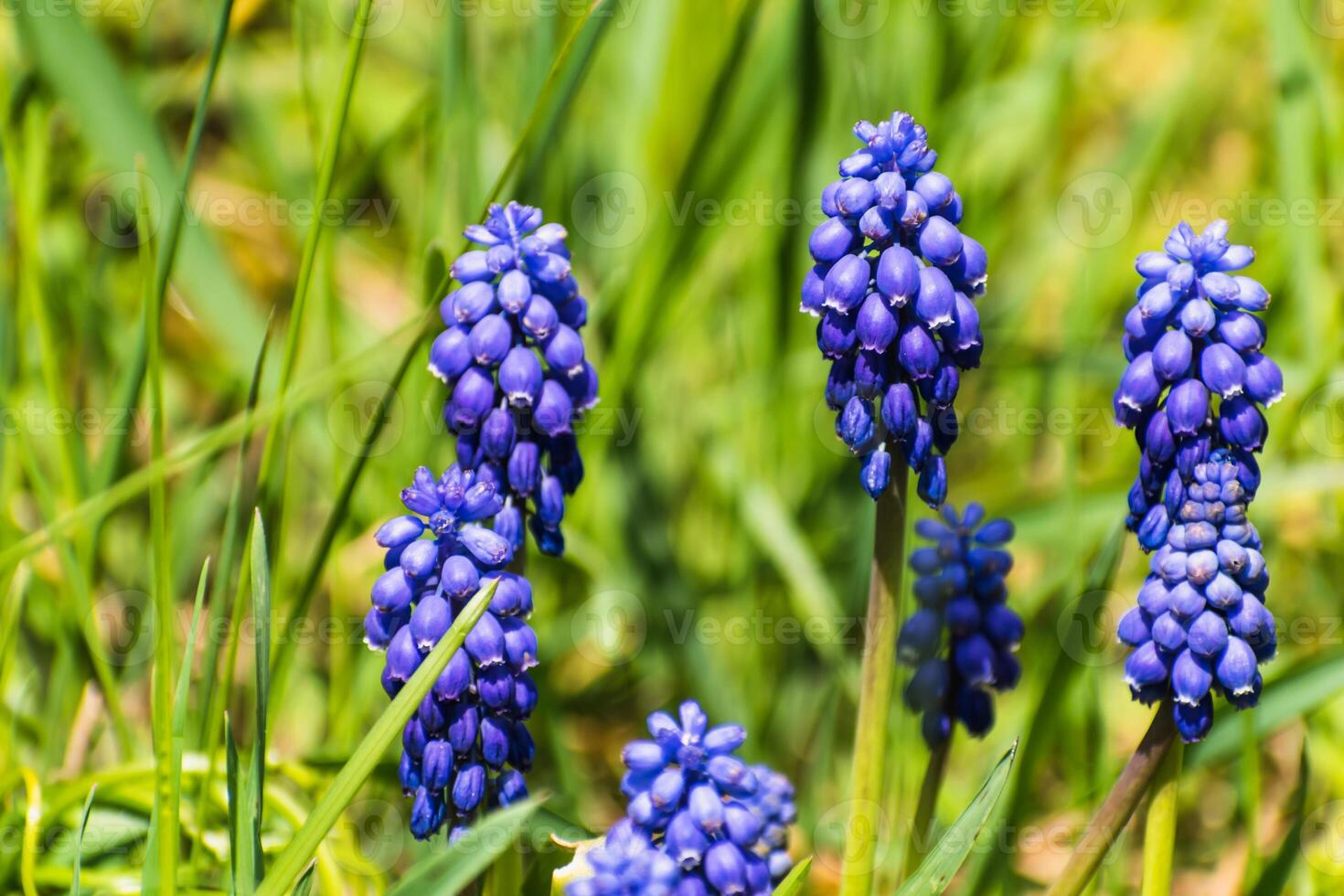 Viper bow, mouse hyacinth or grape hyacinth blue and purple in a garden at springtime, muscari armeniacum photo