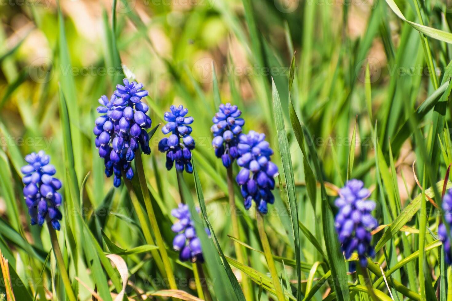 víbora arco, ratón jacinto o uva jacinto azul y púrpura en un jardín a primavera, muscari armeniacum foto