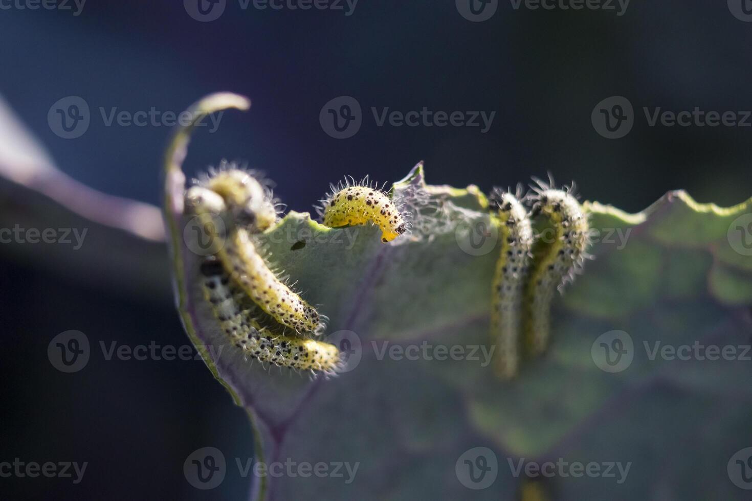 Close up of cabbage white Caterpillars moving on a red cabbage leaf. Pieris brassicae photo