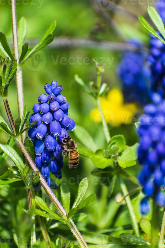 Viper bow, mouse hyacinth or grape hyacinth blue and purple in a garden at springtime, muscari armeniacum photo