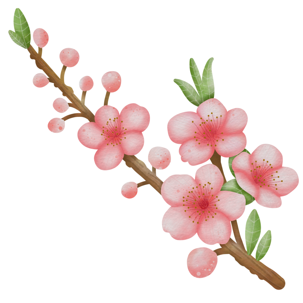 pink cherry blossom, sakura in Japan png