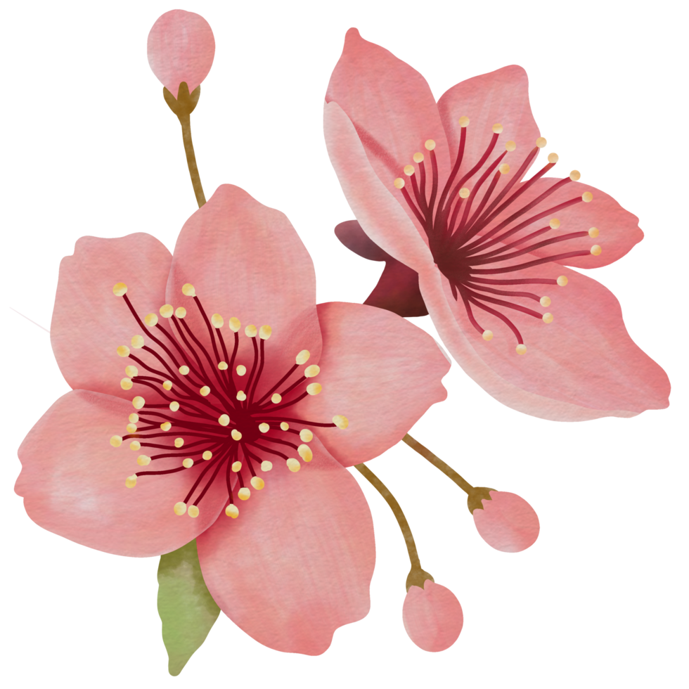 rose Cerise fleurir, Sakura dans Japon png