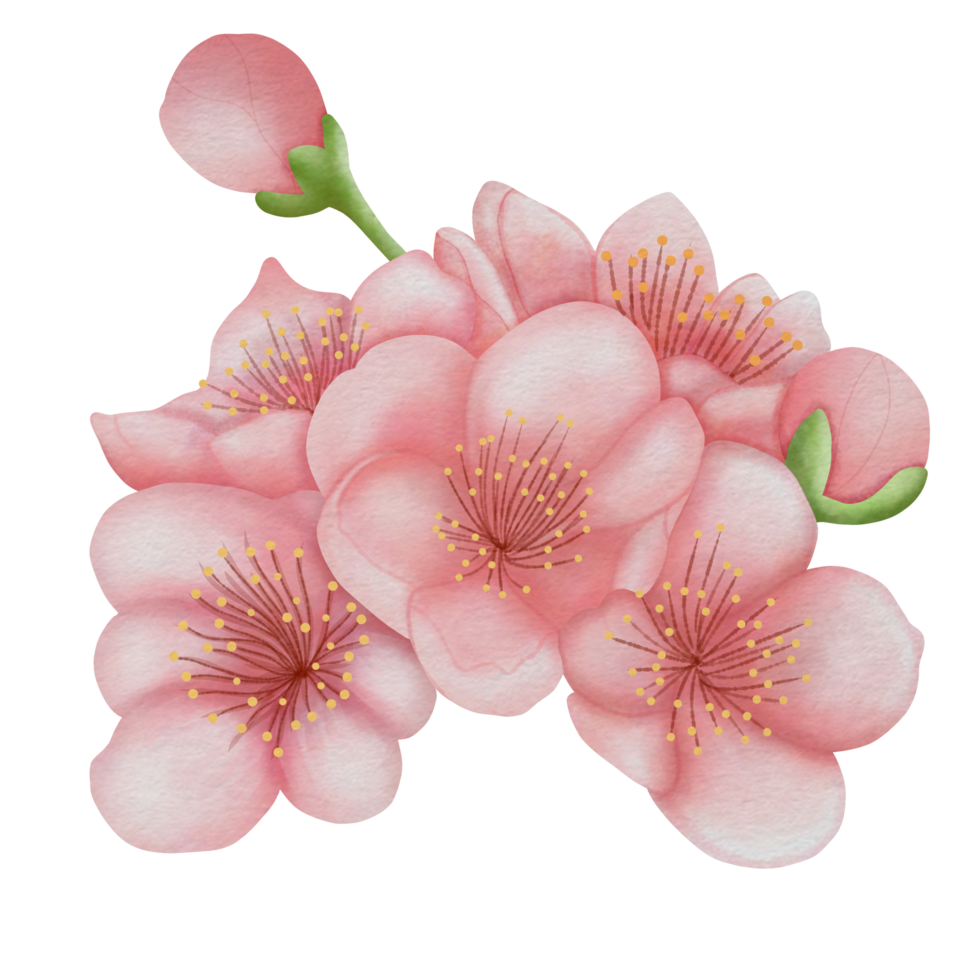 cherry blossom※プロフ確認 Shirofugen Cherry Blossom Tree - Bright pink, fragrant, and