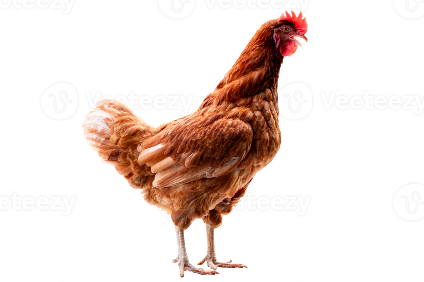 Chicken, Full body of brown chicken hen standing isolated transparent background, Laying hens farmers concept. PNG File