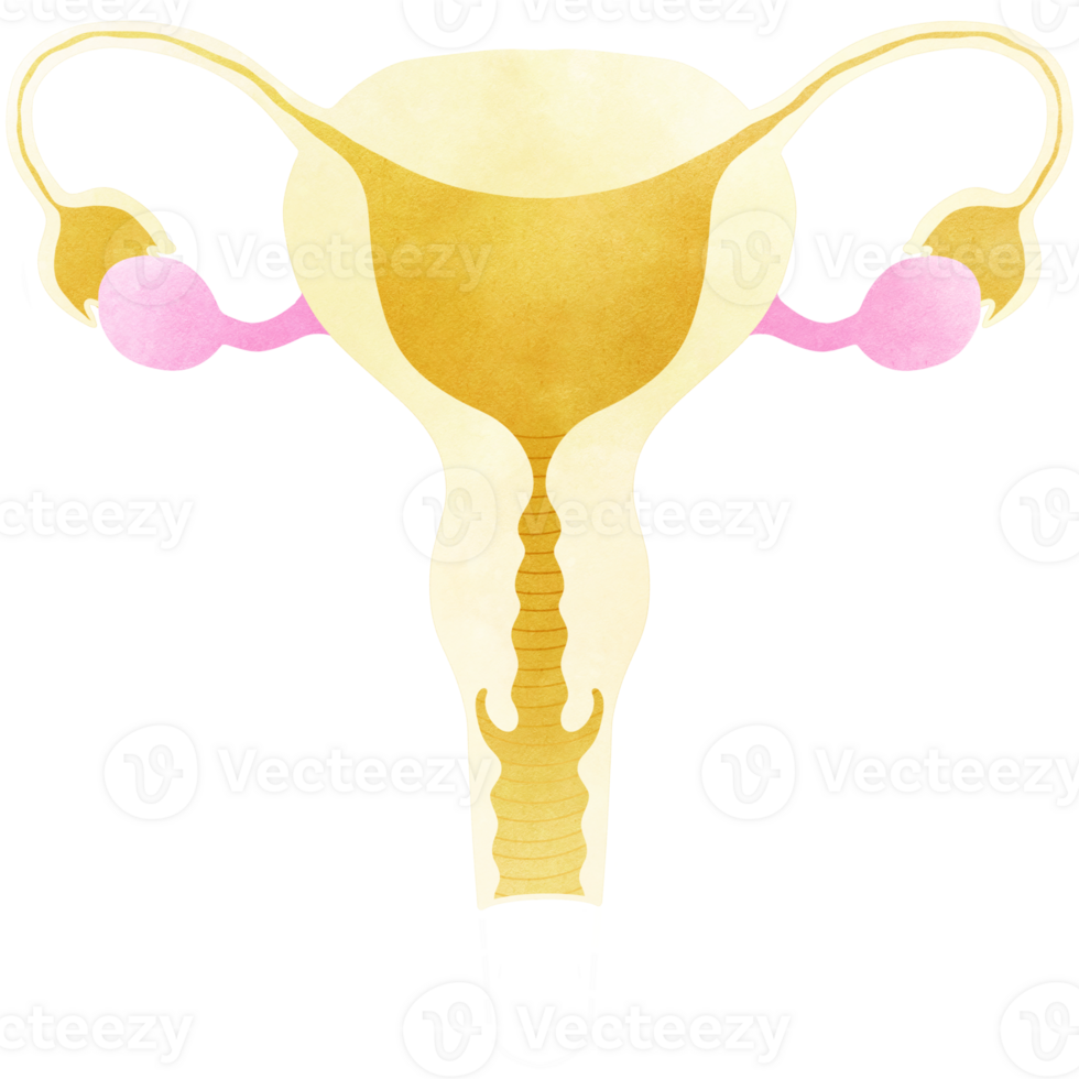 An hand drawn illustration of anatomy. Uterus and Ovaries Watercolor. png