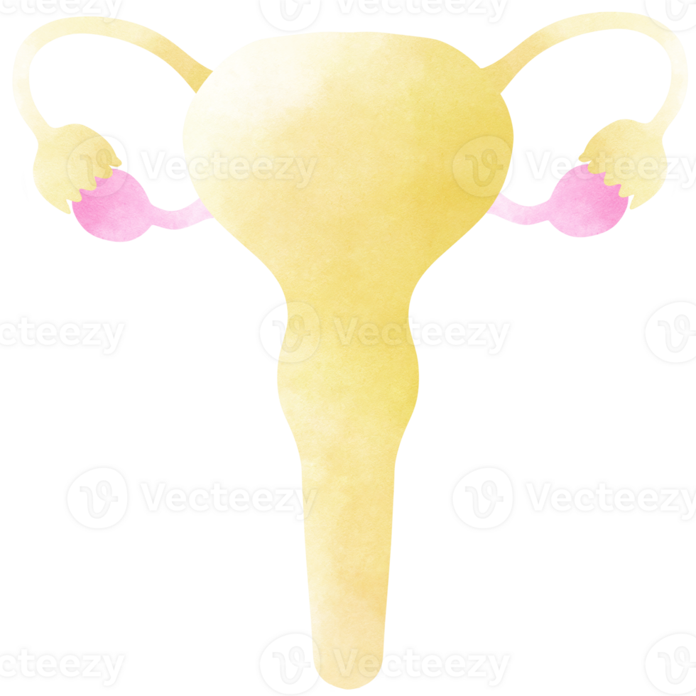 The Uterus is a part of every human body. An hand drawn illustration of anatomy. png