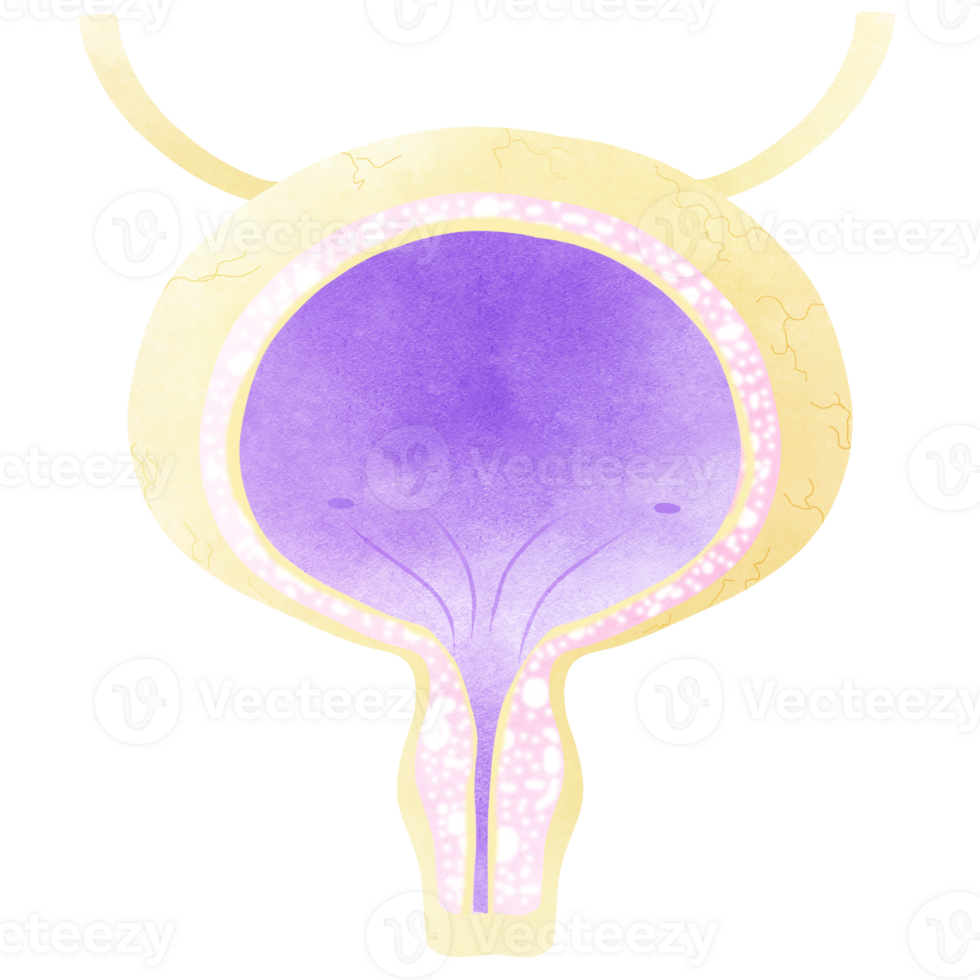 The bladder is a part of every human body. An hand drawn illustration of anatomy. png