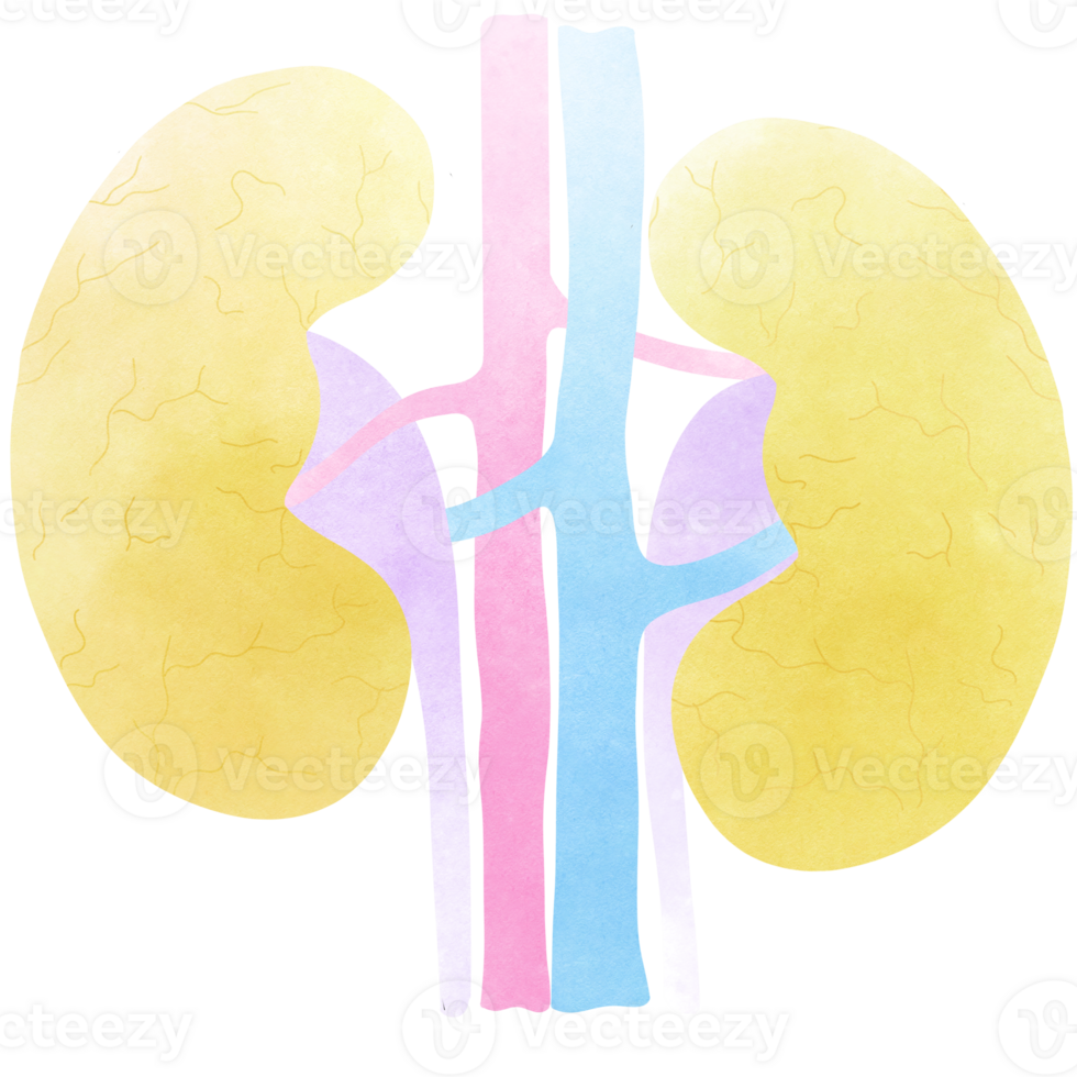 The kidneys is a part of every human body. An hand drawn illustration of anatomy. png