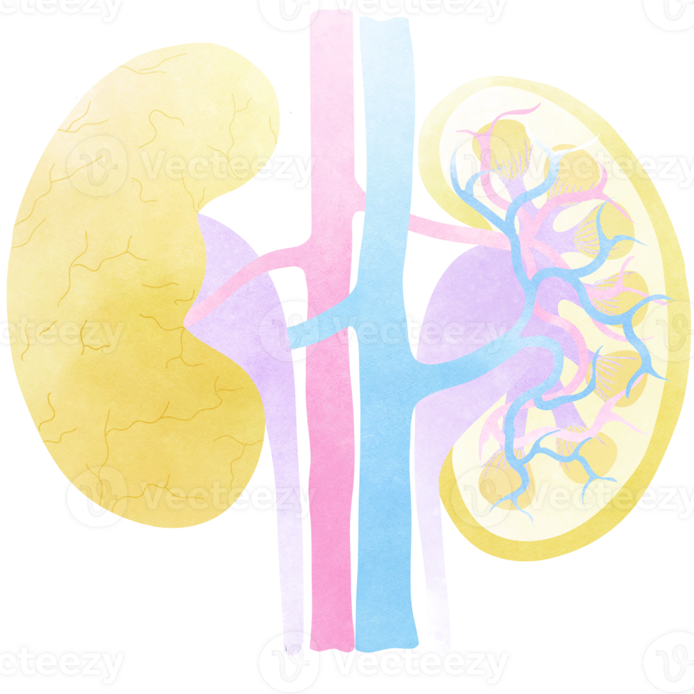 This is the internal system of the kidneys. An hand drawn illustration of anatomy. png