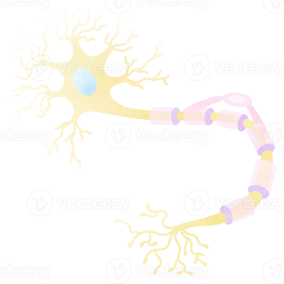 a neurônios é uma parte do cada humano corpo. a mão desenhado ilustração do anatomia. png