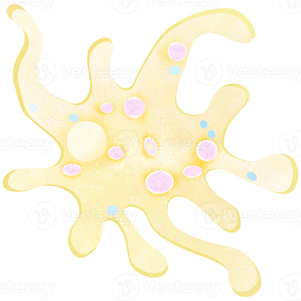 de amöba är en del av varje mänsklig kropp. ett hand dragen illustration av anatomi. amöba vattenfärg. png