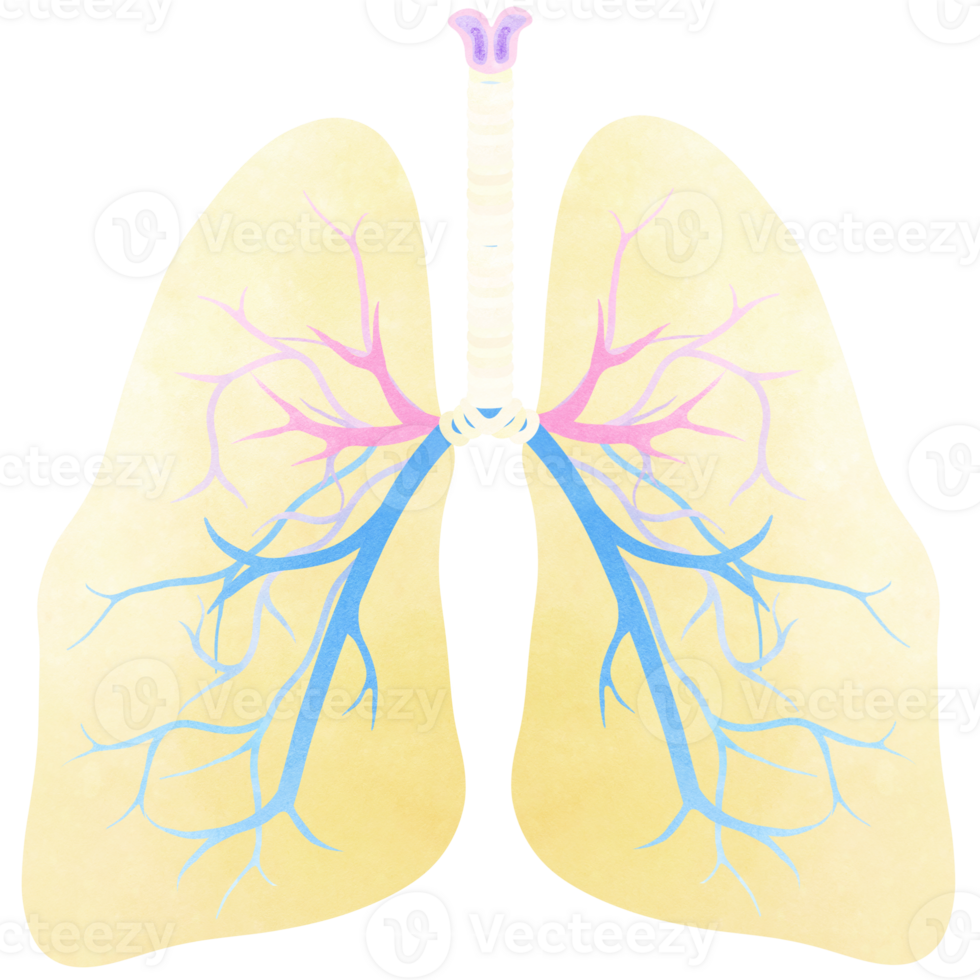 The lungs is a part of every human body. An hand drawn illustration of anatomy. png