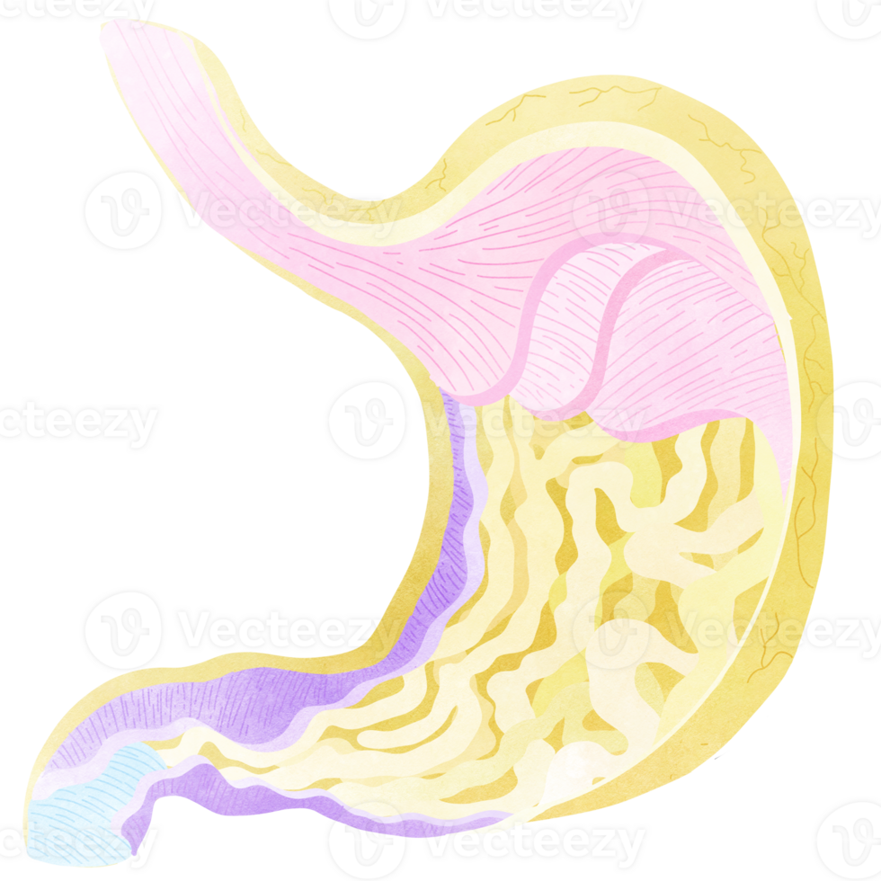 This is the internal system of the stomach. An hand drawn illustration of anatomy. png
