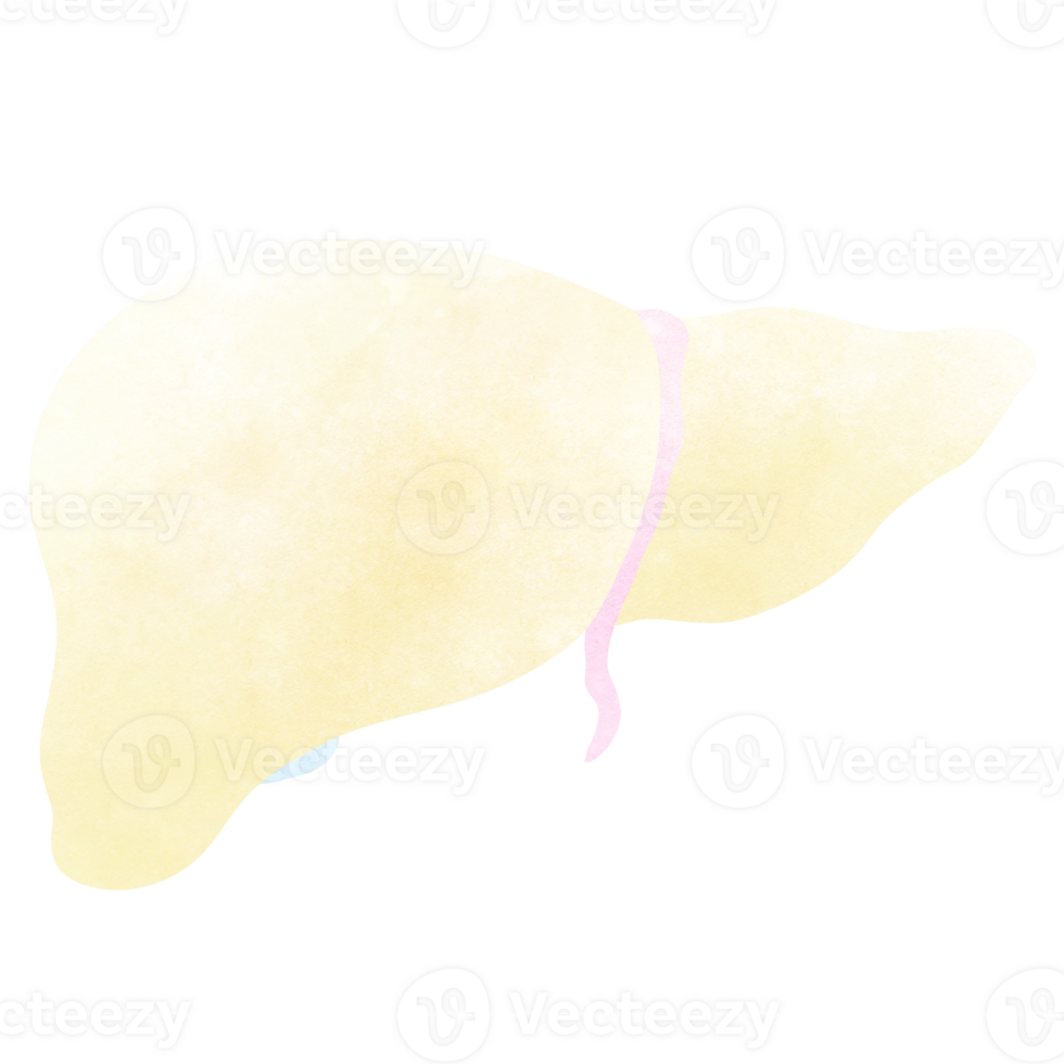 The liver is a part of every human body. An hand drawn illustration of anatomy. png